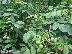 8518核桃苗廠家 大量供應(yīng)優(yōu)惠的8518核桃苗圖片|8518核桃苗廠家 大量供應(yīng)優(yōu)惠的8518核桃苗產(chǎn)品圖片由山東省海陽新天地果業(yè)研究所公司生產(chǎn)提供-