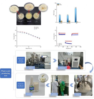 研究揭示常用沙拉醬配料對(duì)乳液品質(zhì)特性的影響規(guī)律